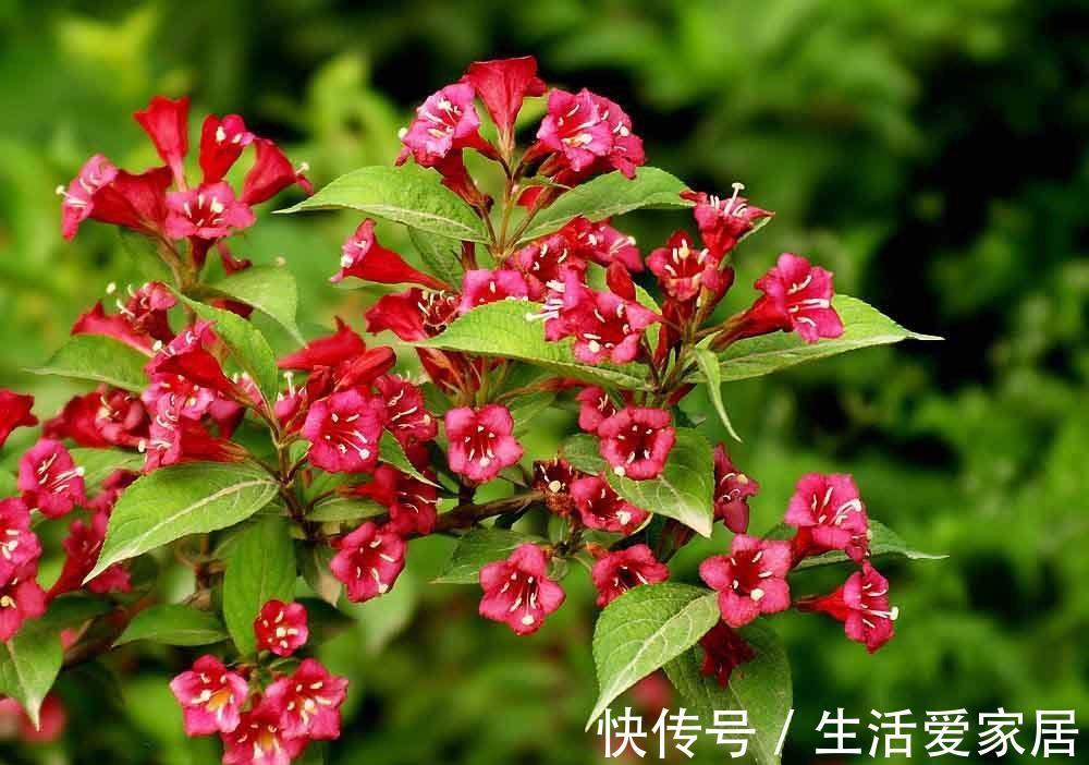 花朵|养花试试这几款,朵非常艳丽,花期极长,特别迷人