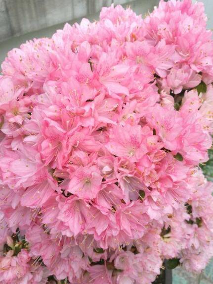 养杜鹃花，记住5点，不掉叶不黑尖，叶绿花多，一次开成大花球！