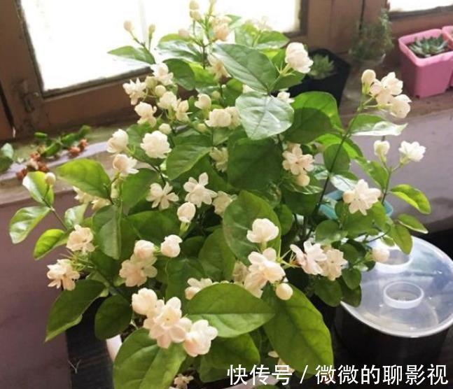 公认难养的4种花，容易黄叶烂根，养不活白费力，新手慎养