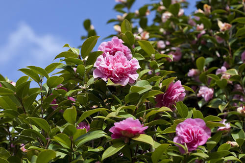 三种水夏天经常给花浇一点，不招病虫害，花卉长得还茂盛