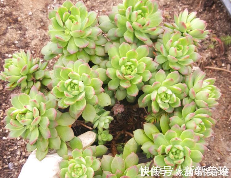 土壤|巧用3招，盆栽多肉姿态美，个个叶子肥嘟嘟、水灵灵