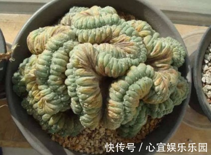 老妈|老妈养在家的盆栽，长大后变样，乐坏了