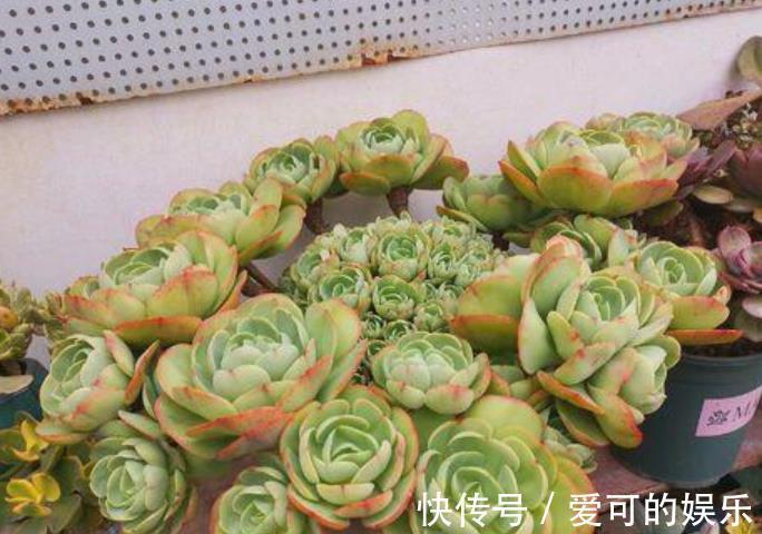 长势|秋冬养碧桃,了解掌握几个要点,颜色靓丽爆小崽,长成小老桩