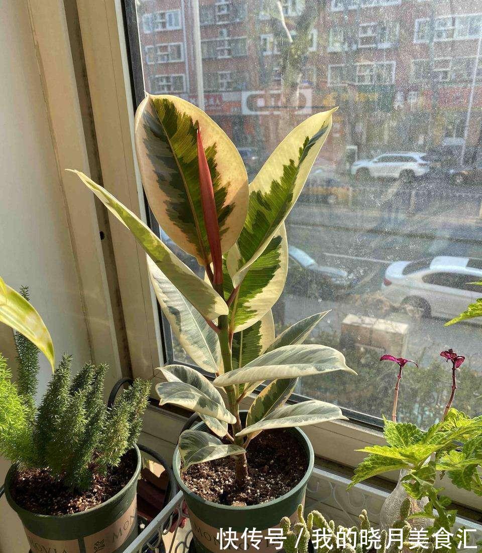 十种健康花,适合现在养,人养花花亦养人,越养空气越“干净”