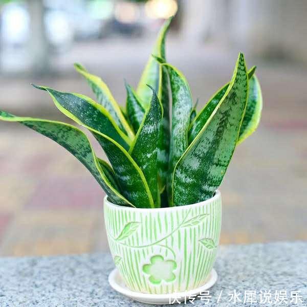 小芽|虎皮兰长得慢、不冒小芽盆土“一扒拉”,小芽蹭蹭窜出来!