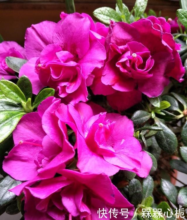 杜鹃花难养年年枯成“柴”,今春改变养殖方法,花繁叶茂根系壮!