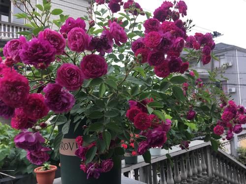 阳台养花，养棵“爆香紫”吧，打理简单，四季有花看，花香飘满屋