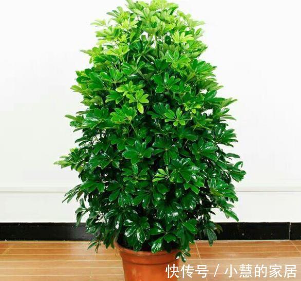 浇水|5种漂亮的耐旱花，30天不浇水照样生机勃勃，适合新手和懒人