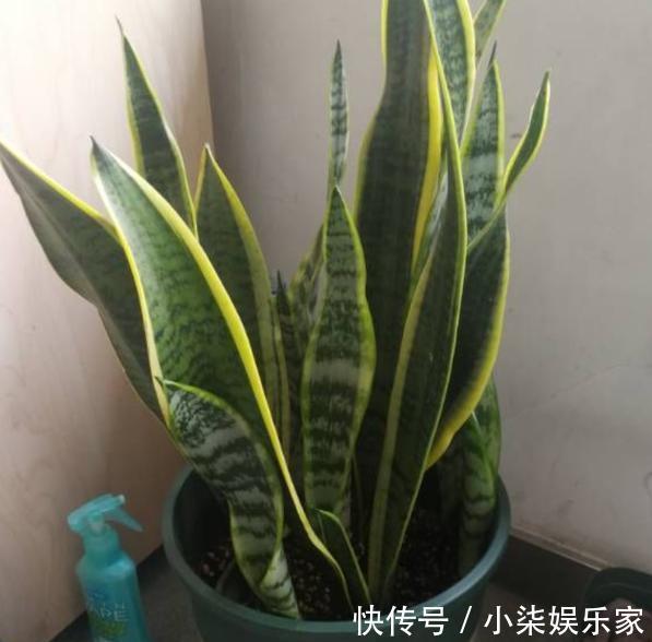 虎皮兰叶片打弯“软塌塌”，4个“毛病”改过来，油绿挺拔直冒芽