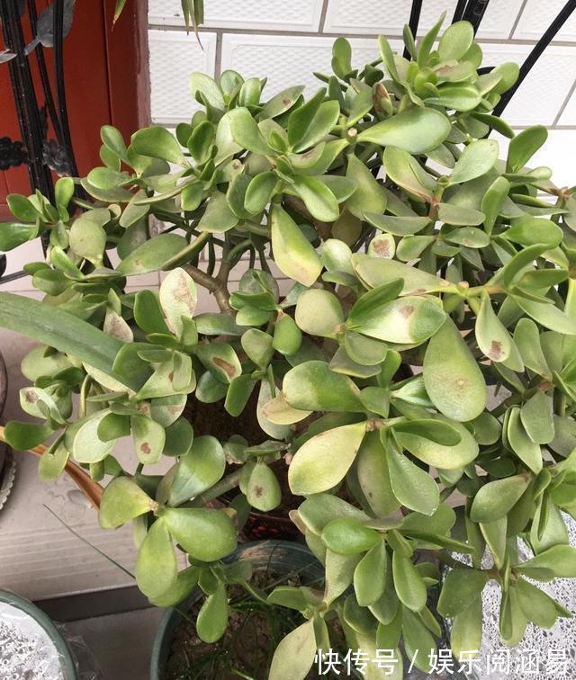 夏天|10种不能淋雨的花,淋完雨就死,盆栽养花注意事项