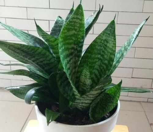 栽种虎皮兰如何四季常青多注意4点,比绿萝、吊兰更赏心悦目