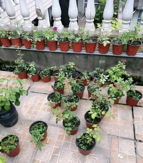 周末去花市逛一圈，捡一袋子枝条，回家扦插几百盆，秒变养花大户