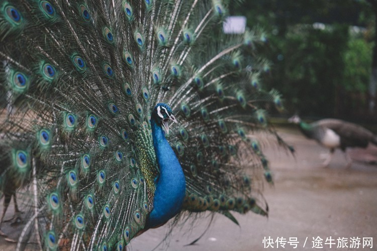 盘龙大观园，花都开好了，你怎么还不来？