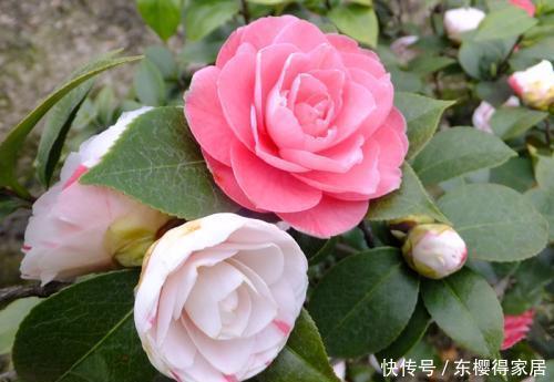 3种漂亮花，号称“勤花小能手”，皮实又好养，冻一冻色艳香浓！