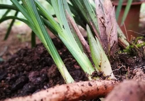 树桩|促使兰花发芽的方法，离不开3个要素，20天就见效