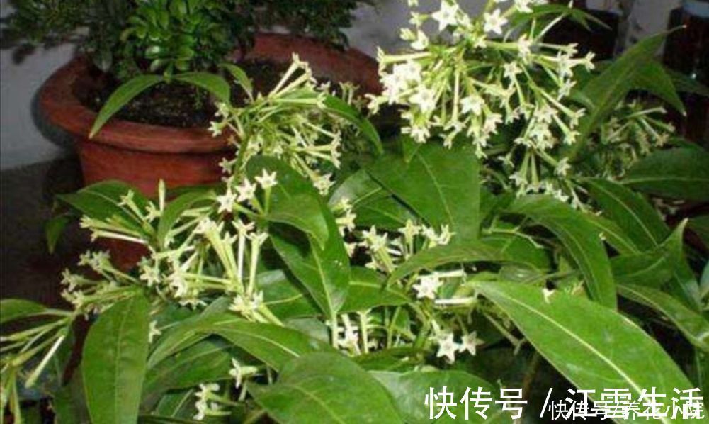 家庭养花有讲究,这三大类花卉,建议别在室内养