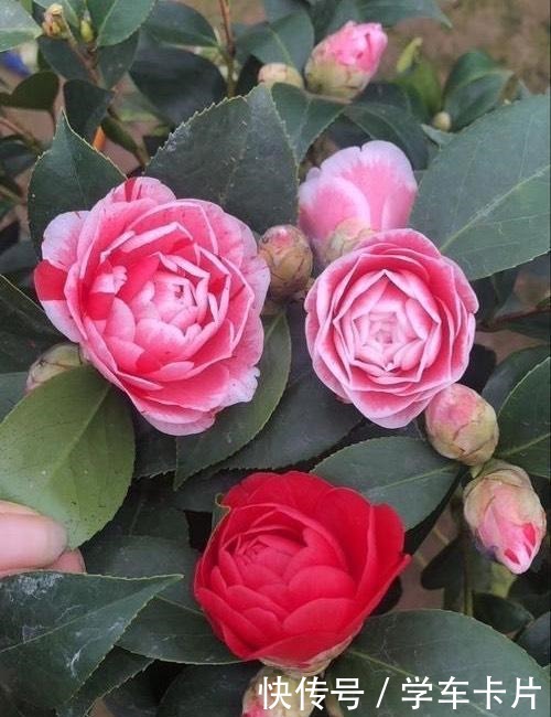 茶花土里加“一料”,15天蹭蹭冒白根,独苗变老桩,花开拳头大!