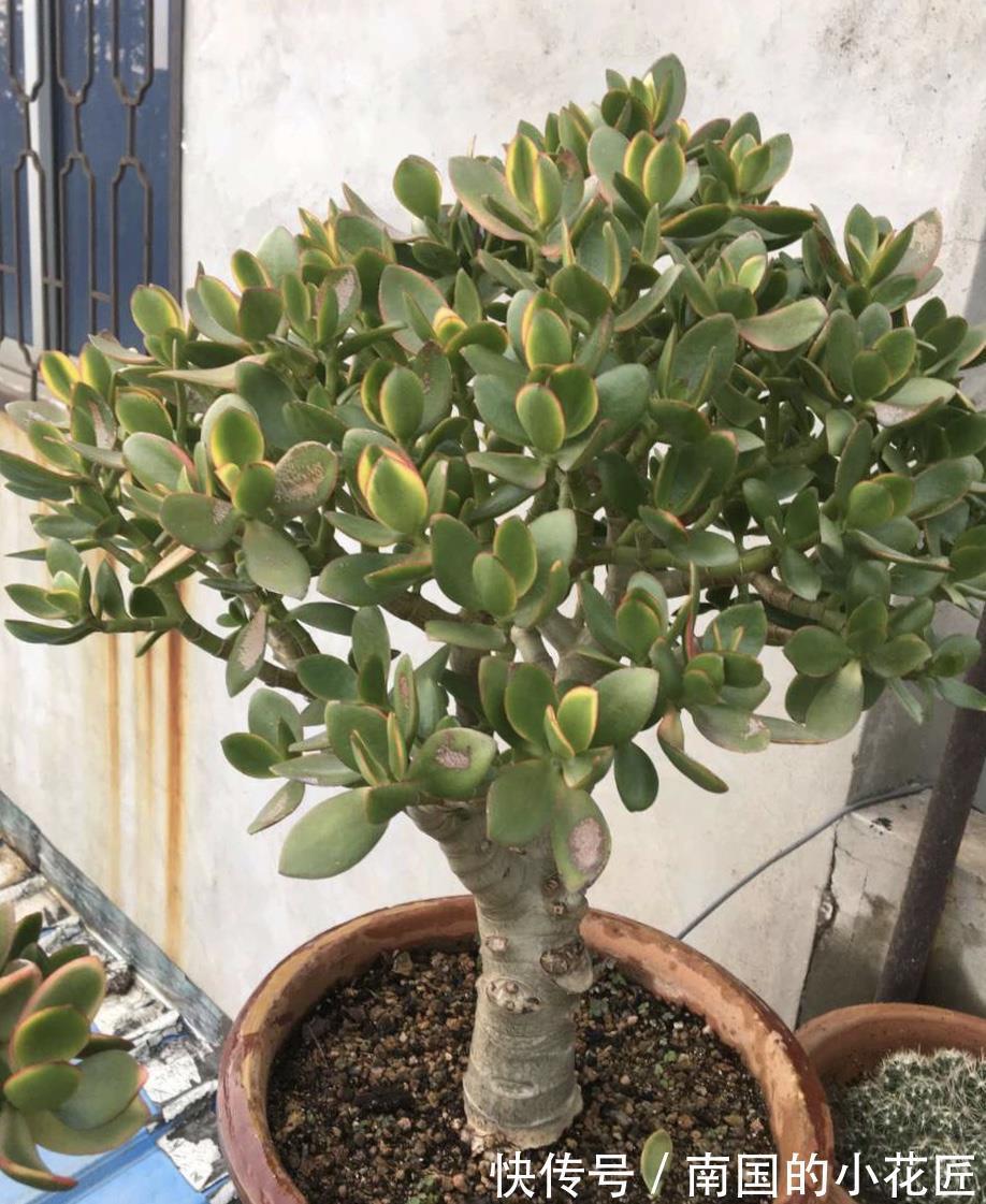 漂亮花|4种“漂亮花”,“穷养”长得旺,精心呵护活不长