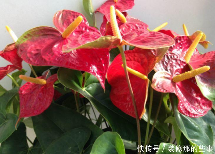 4种花好养又漂亮，花美色艳，花儿轻松开爆盆，对待新手很友好