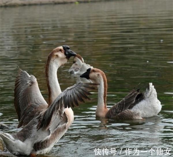 黄唇鱼|法国有鹅肝,俄罗斯有鱼子酱,日本有和牛,中国有什么顶尖食材?