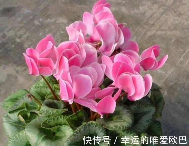 全球最受欢迎的花,漂亮又芳香,花期长,还可阳台盆栽观赏