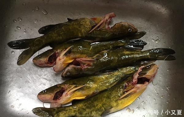 黄骨鱼|无论炖什么鱼, 只要没有“这1步”, 炖出来的鱼不老不腥, 肉特嫩