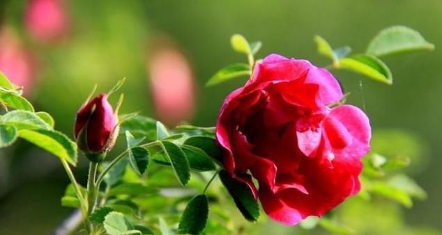 个个|7种农村常见的野菜,个个都是治病的“良药”,你吃过几个