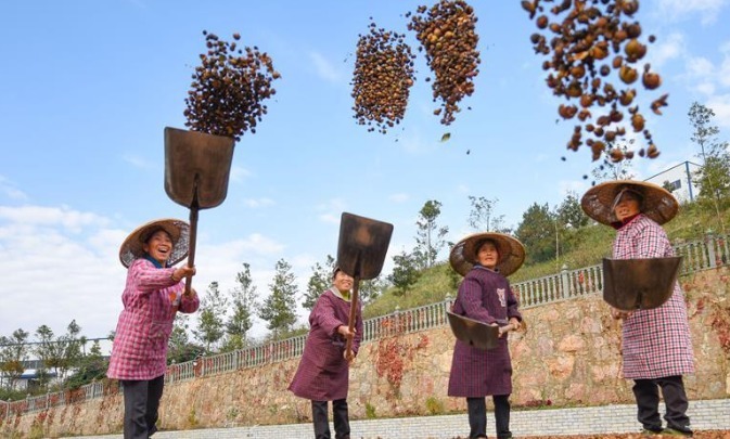 茶油|农村野果以前掉落一地无人要!现在榨油一斤200元!宝妈们最爱!