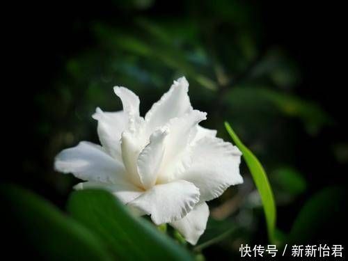 茉莉花|这个花你见过吗?虽然名字不好听,但是非常好看