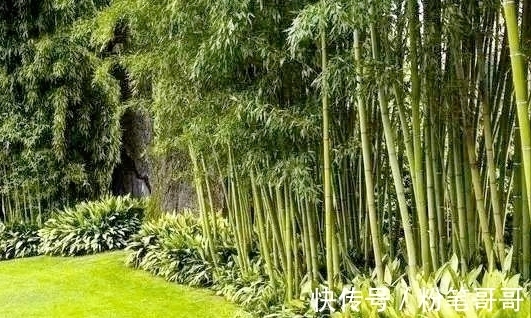 真相@王阳明“格竹子”事件真相，其实很好理解