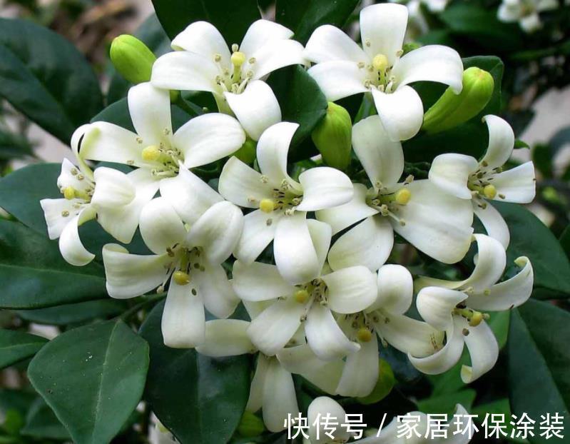 土质|九里香其实不难养,只要你能做到这4点