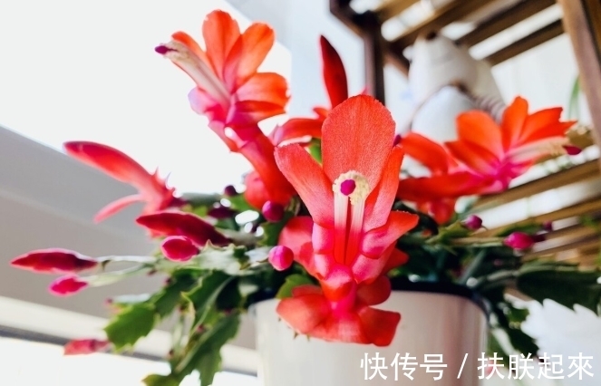 花盆|冬天盛开的8种花爱住“小房子”,花盆越大,越容易黄叶