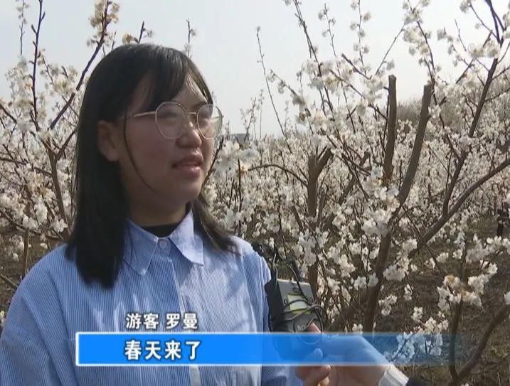 老年|景美还免费！凉都一地万亩樱桃花开满山头