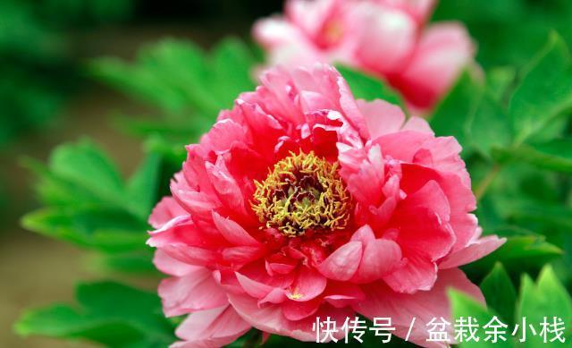 茶花|有钱人家的院子，爱养这4种花，高档有品味，富贵又典雅