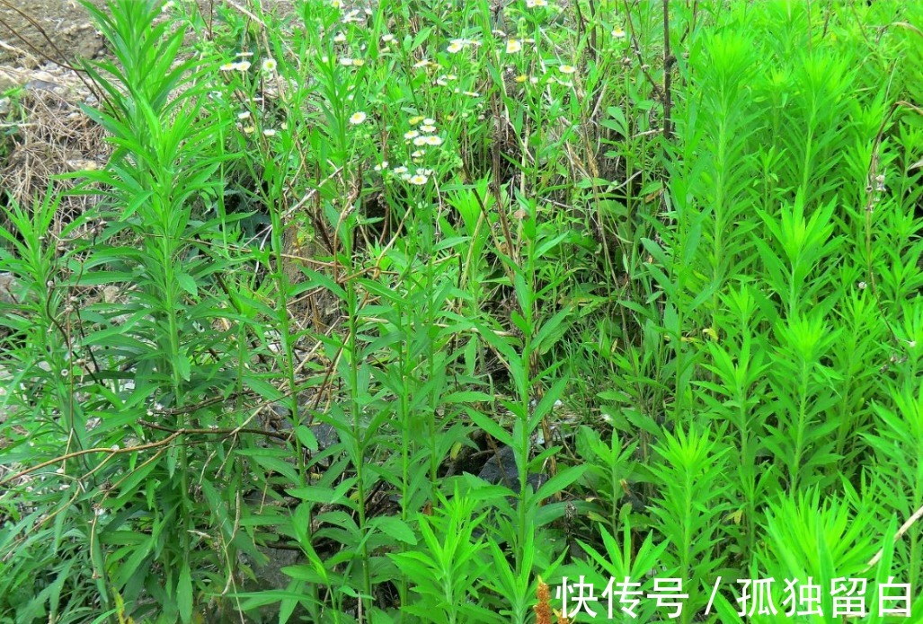 中药材|令人痛恨的野草居然是牙疼草,蓬蓬草,咋就成了中药材了?