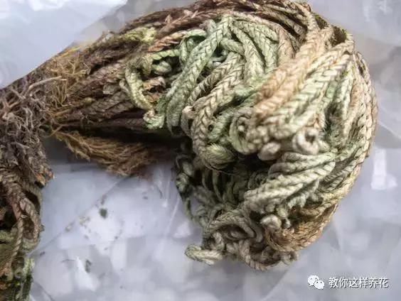 逛街碰到2种花，再喜欢也别买，买了就上当，根本活不了！