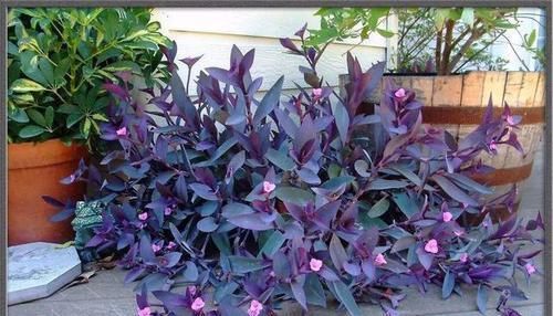 紫竹梅药用价值