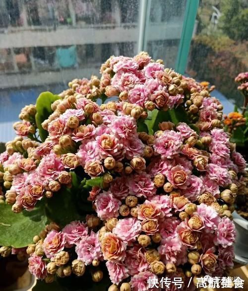 盆栽养花,花也养人,家里有老人小孩,多养这三种花!