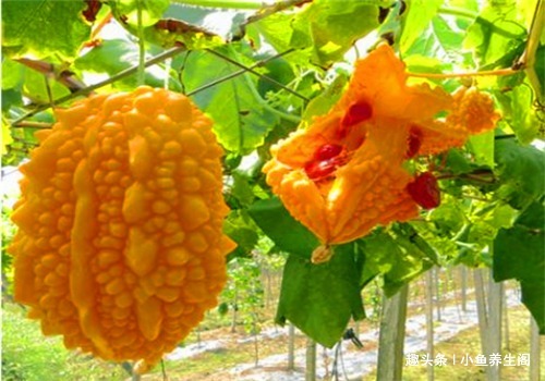 芋头芋头|爱美的女性要多吃4种食物,排毒养颜、延缓衰老,有益健康