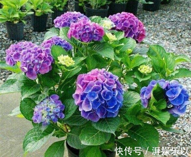 蓝冰|人见人爱“大绣球”,做到几点咋养都活,“红蓝相映”,变换无穷