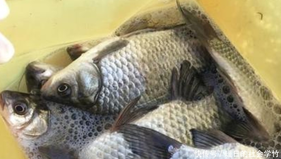 到了春天，鱼反而更不好钓？牢记以下三大招式，每次钓完都过瘾