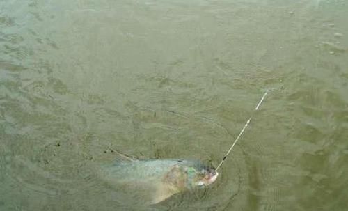 鳙鱼|手竿如何垂钓大头鱼,重点就是饵要轻雾化好,我从四个方面说明