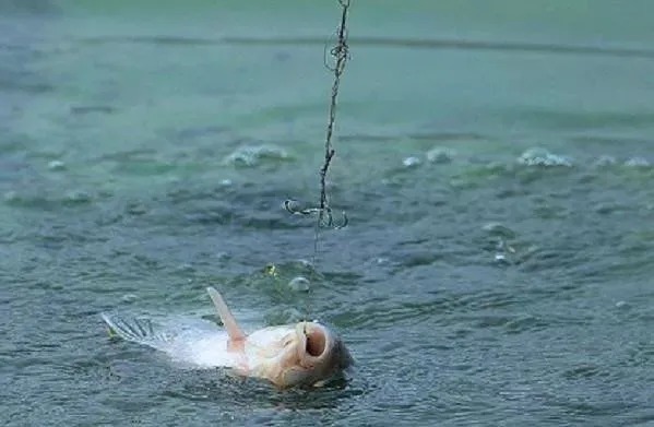 蚯蚓钓鱼不能乱用,教你正确的方法,让你轻松获鱼,实用