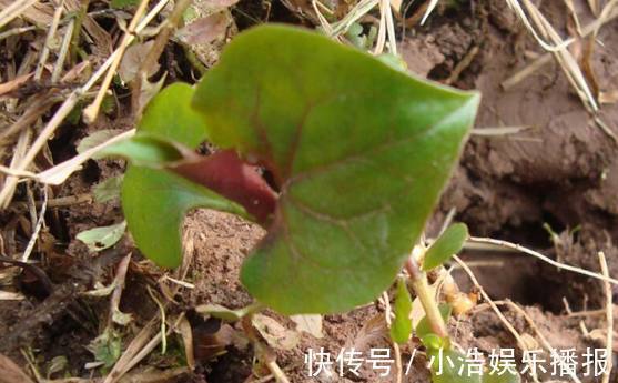 救命草|农村有这样一种野草,曾无人问津,如今却把它当成宝,你吃过没