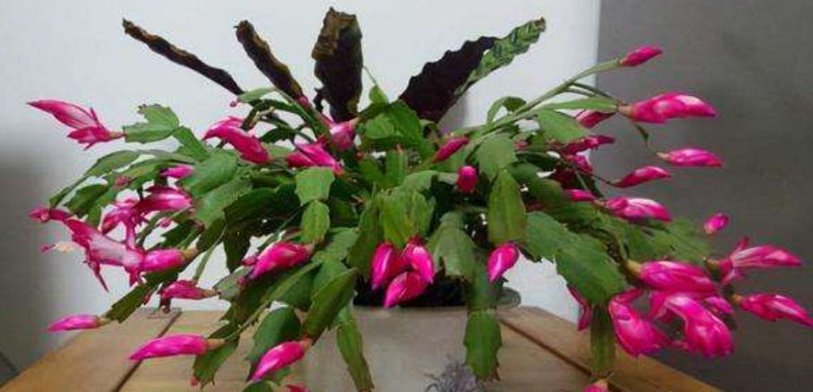 蟹爪兰过年期间怎样养护?这几点很关键,做错了就会影响开花!