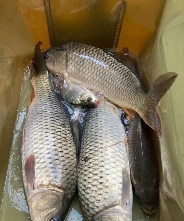 钓位|冬季正是钓鲤鱼旺季!只要掌握技巧,平时见不到的大鲤鱼频繁咬钩