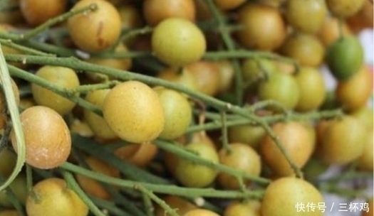 它比梨还润肺,是食药同源的“健康果”,止咳效果好,早知早受益