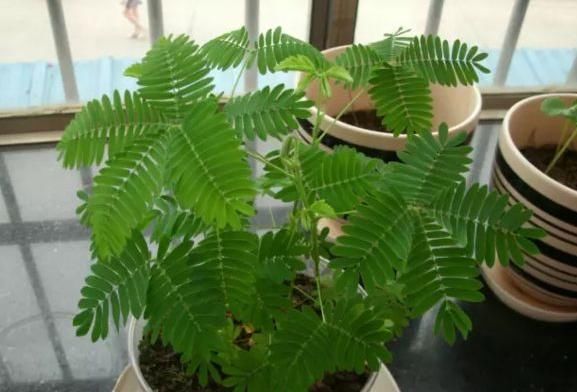 “含羞草”不害羞,是“3大因素”影响的,不懂的人快了解一下