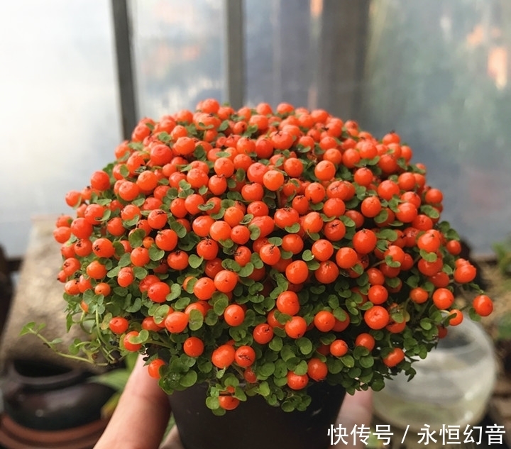 贼漂亮的4种观果植物，小果实挂满枝头，喜庆
