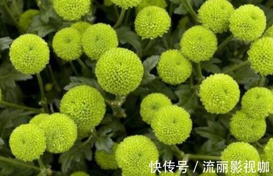 菊花|新手养花就养一盆“绿乒乓菊”,花色清新淡雅,花期长适合盆栽养